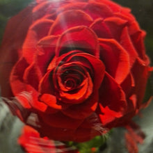 Load image into Gallery viewer, Red Large Enchanted Rose
