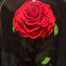 Load image into Gallery viewer, Red Large Enchanted Rose
