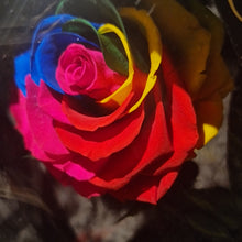 Load image into Gallery viewer, Rainbow Grand Enchanted Roses
